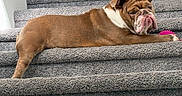 Lunasaurus is registered to the contest to win money with this photo: bulldog, dog, pet, stairs, carpet, brown, white, animal, resting, indoors, toy, pink, fur, canine, portrait, laying_down, paw, cute, companion, relaxed