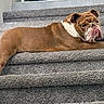 animal, brown, bulldog, canine, carpet, companion, cute, dog, fur, indoors, laying_down, paw, pet, pink, portrait, relaxed, resting, stairs, toy, white
