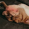 Lunasaurus joined the competition — help win amazing prizes! puppy, dog, sleeping, couch, brown, white, wrinkled_skin, pet, cute, cozy, indoor, relaxed, resting, animal, fur, small_dog, domestic_animal, canine, nap, soft_lighting