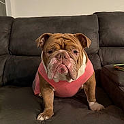 Lunabell is registered to the contest to win money with this photo: bulldog, dog, pet, indoor, couch, furniture, pink_shirt, wrinkles, brown, white, animal, cute, sitting, portrait, canine, face, paw, looking, expression, home
