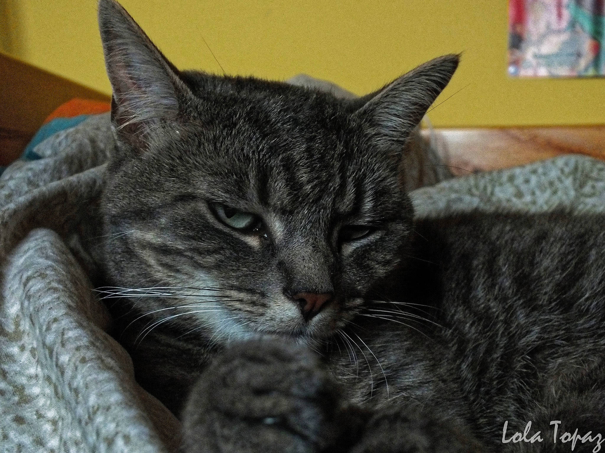 Isis participe au concours pour gagner de l'argent avec cette photo : carnivore, cat, cat_supply, claw, comfort, domestic_short_haired_cat, felidae, fur, grass, grey, nap, paw, small_to_medium_sized_cats, snout, terrestrial_animal, whiskers, window