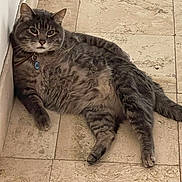 Michu is registered to the contest to win money with this photo: cat, gray_tabby, fluffy, lounging, relaxed, collar, blue_tag, indoor, tile_floor, wall, pet, feline, whiskers, ears, paws, tail, fur, resting, domestic_cat, cute
