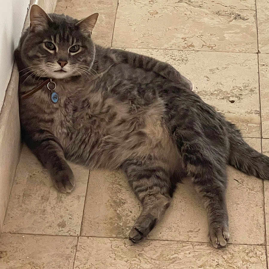 Michu is registered to the contest to win money with this photo: blue_tag, cat, collar, cute, domestic_cat, ears, feline, fluffy, fur, gray_tabby, indoor, lounging, paws, pet, relaxed, resting, tail, tile_floor, wall, whiskers