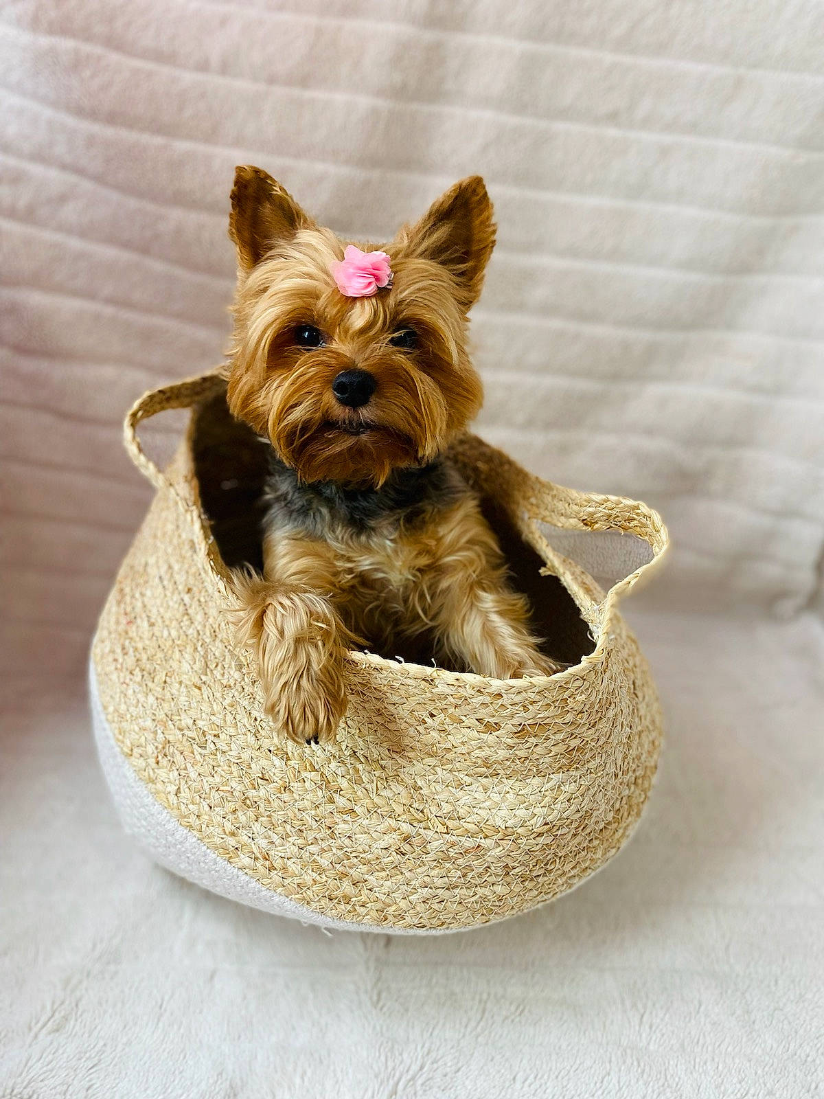 Jessie participe au concours pour gagner de l'argent avec cette photo : basket, canidae, carnivore, companion_dog, cone, costume_hat, dog, dog_breed, dog_clothes, dog_supply, fashion_accessory, fawn, liver, party_hat, pet_supply, sporting_group, terrier, toy_dog, working_animal, yorkshire_terrier