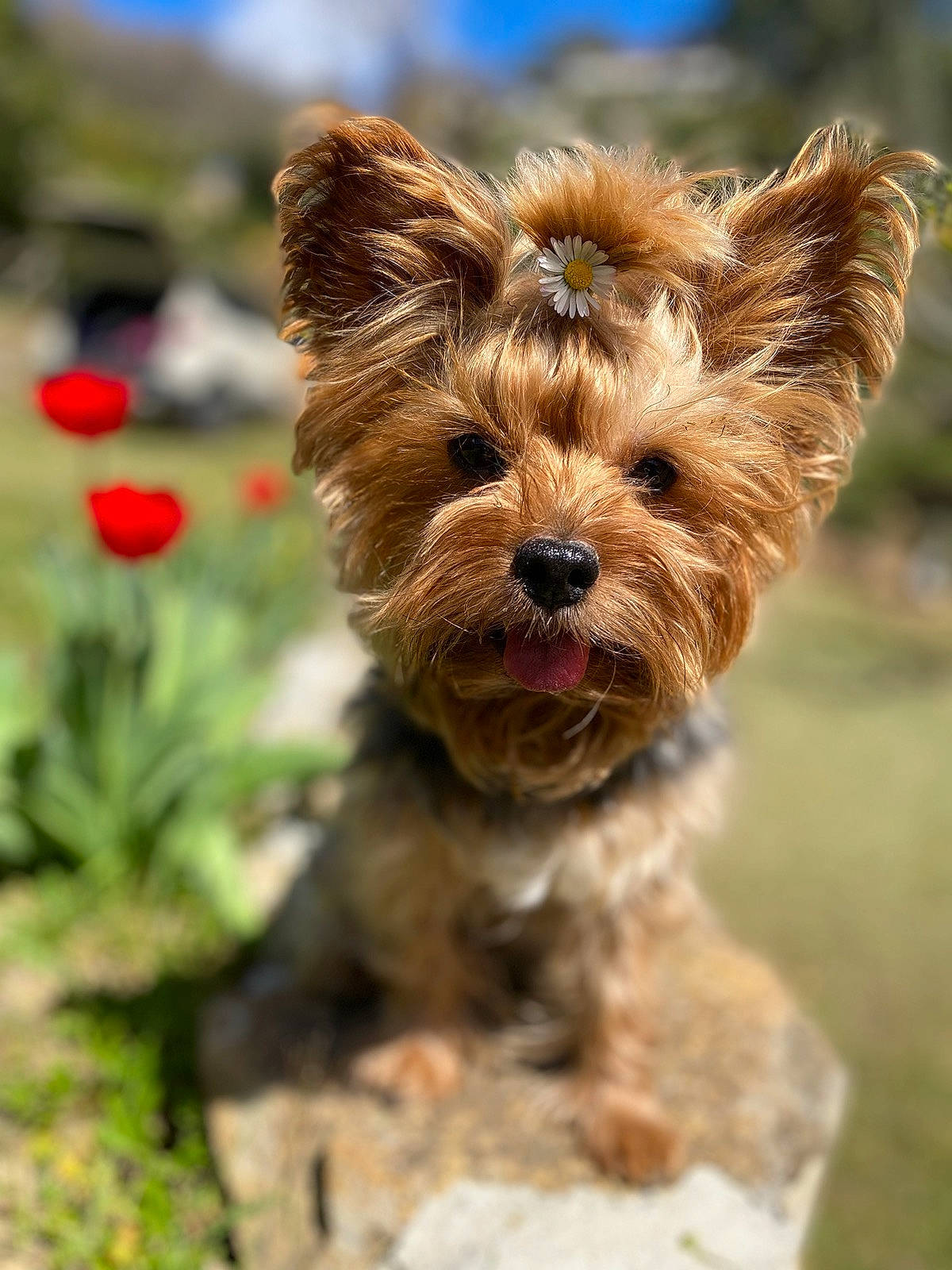 Jessie participe au concours pour gagner de l'argent avec cette photo : biewer_terrier, canidae, carnivore, companion_dog, dog, dog_breed, dog_supply, fawn, flower, fur, grass, liver, plant, small_terrier, snout, sporting_group, terrier, toy_dog, working_animal, yorkshire_terrier