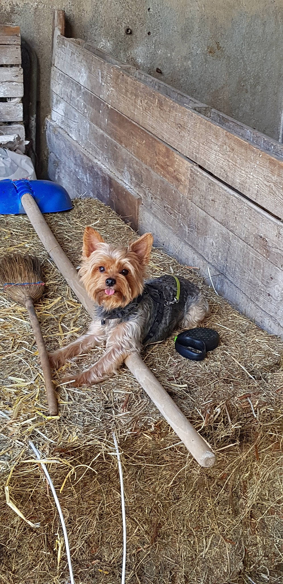 Jessie a rejoint le concours — aidez-le/la à gagner de superbes lots ! canidae, carnivore, companion_dog, dog, dog_breed, dog_clothes, dog_supply, fawn, fur, grass, leash, liver, small_terrier, snout, soil, sporting_group, terrier, toy_dog, working_animal, working_terrier