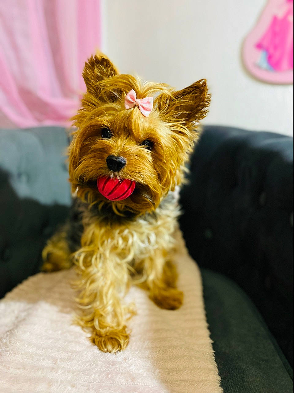 Jessie participe au concours pour gagner de l'argent avec cette photo : australian_terrier, canidae, carnivore, companion_dog, dog, dog_breed, dog_clothes, dog_supply, fawn, fur, liver, small_terrier, sporting_group, terrestrial_animal, terrier, toy_dog, working_animal, working_terrier, yorkipoo, yorkshire_terrier