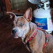 Remington is registered to the contest to win money with this photo: animal, background, blue_eyes, brindle, brown, canine, closeup, dog, domestic, floor, furniture, harness, house, indoor, looking_back, pet, propane_tank, red, wooden_floor, wooden_wall