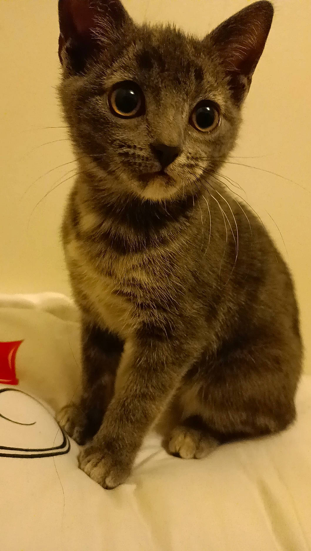 Sushi a rejoint le concours — aidez-le/la à gagner de superbes lots ! carnivore, cat, domestic_short_haired_cat, felidae, fur, grey, iris, paw, small_to_medium_sized_cats, snout, terrestrial_animal, whiskers