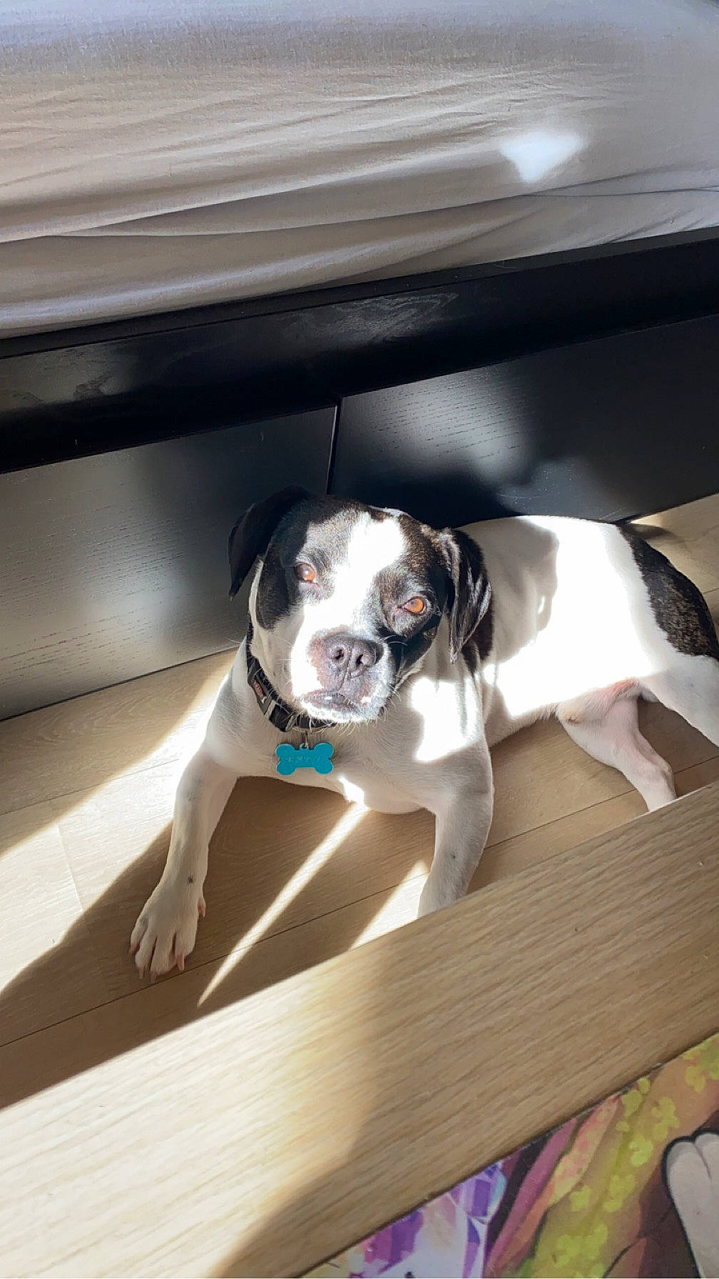 Bart participe au concours pour gagner de l'argent avec cette photo : automotive_exterior, boston_terrier, canidae, carnivore, comfort, companion_dog, dog, dog_breed, dog_collar, fawn, flooring, hardwood, snout, sporting_group, vehicle, vehicle_door, whiskers, window, wood, working_animal