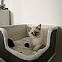 Olympe a rejoint le concours — aidez-le/la à gagner de superbes lots ! angle, bed, cat, cat_bed, cat_like_mammal, cat_supply, domestic_short_haired_cat, furniture, kitten, small_to_medium_sized_cats, whiskers