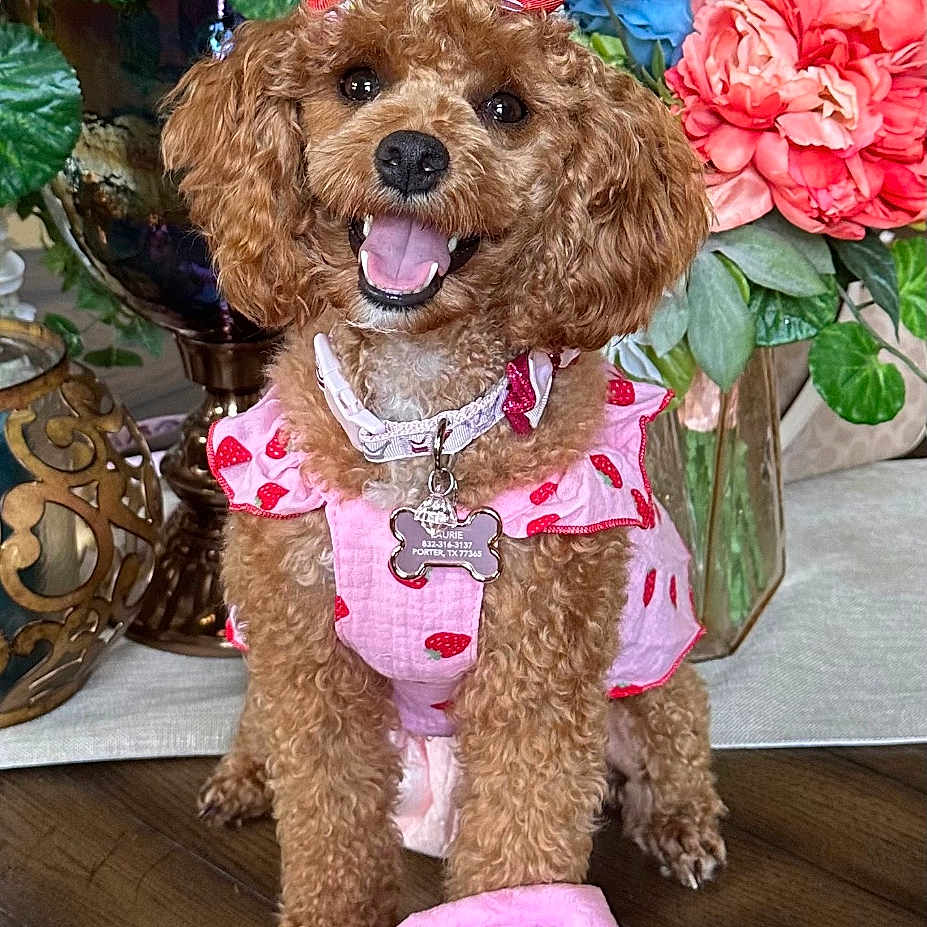 Calli is registered to the contest to win money with this photo: bouquet, closeup, curly_fur, cute, decor, dog, domestic_animal, flowers, green_leaves, happy, headband, indoor, pet_collar, pink_clothing, plush_toy, portrait, smiling, table, toy, wooden_floor