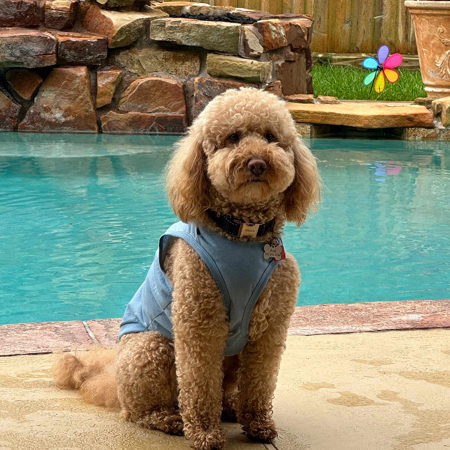 Ace joined the competition — help win amazing prizes! animal, backyard, blue_vest, companion, curly_hair, cute, dog, fence, flower_pot, garden, green_grass, leisure, outdoor, pet, pinwheel, pool, sitting, stone_wall, summer, water