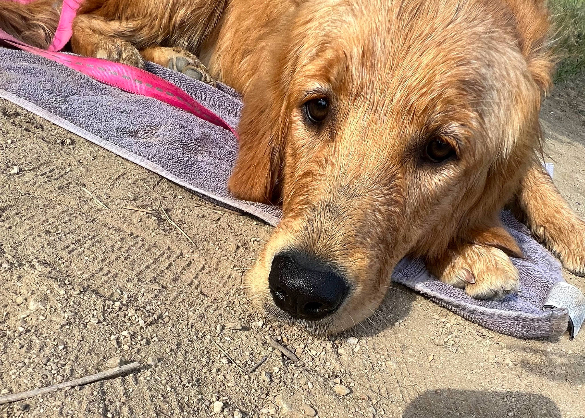 Mazie is registered to the contest to win money with this photo: canidae, carnivore, companion_dog, dog, dog_breed, fawn, fur, liver, road_surface, snout, soil, sporting_group, street_dog, terrestrial_animal, working_animal, working_terrier