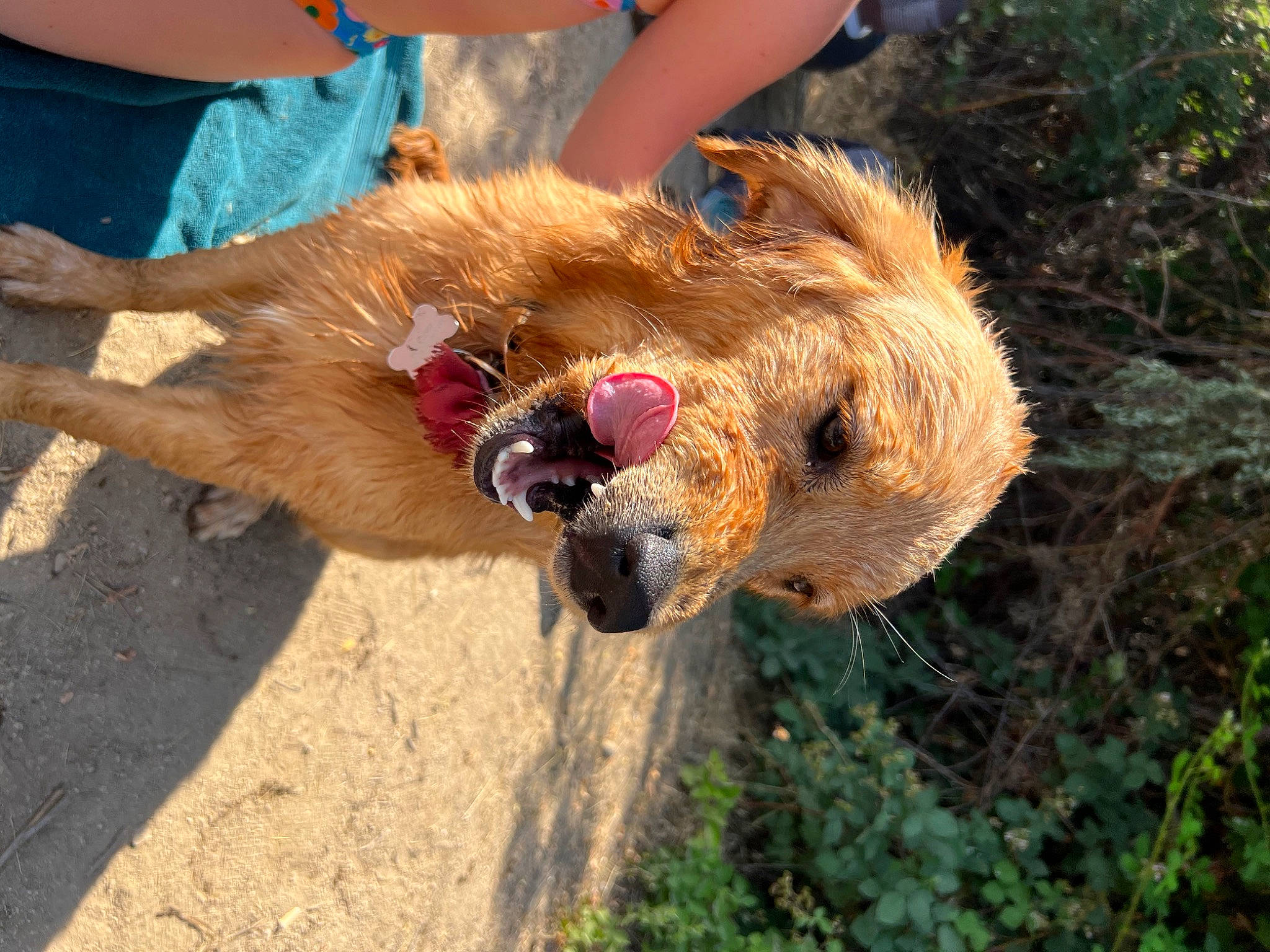 Mazie is registered to the contest to win money with this photo: canidae, carnivore, companion_dog, dog, dog_breed, dog_supply, fawn, fur, leash, lion, liver, pet_supply, plant, snout, soil, sporting_group, terrestrial_animal, terrier, wildlife, working_animal