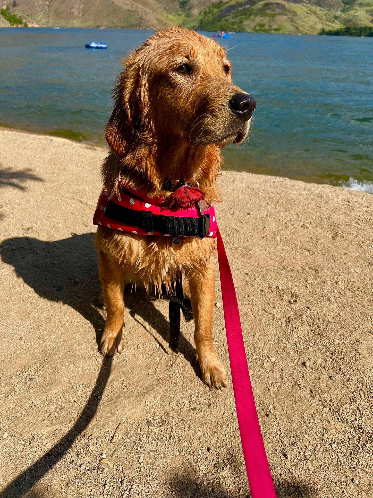 Mazie is registered to the contest to win money with this photo: beach, carnivore, collar, companion_dog, dog, dog_breed, dog_collar, dog_supply, fashion_accessory, fawn, lake, leash, liver, pet_supply, sand, sky, sporting_group, water, water_dog, working_animal