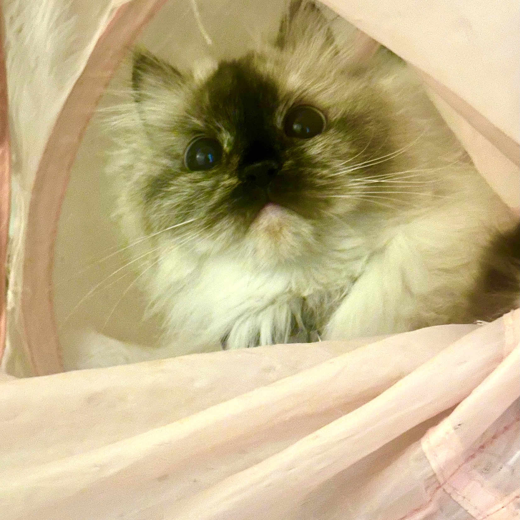 Coco joined the competition — help win amazing prizes! angora, animal, bag, blanket, cat, face, furniture, head, homedecor, kitten, linen, manx, person, pet, photography, plastic, plasticbag, portrait, siamese, white