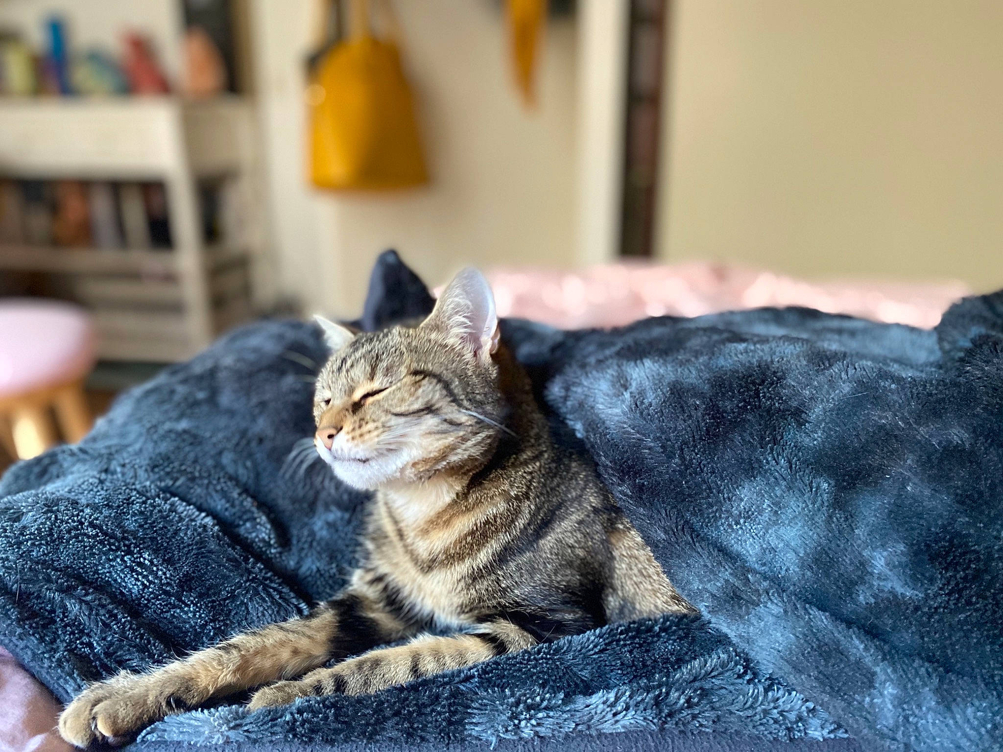 Nevada participe au concours pour gagner de l'argent avec cette photo : aegean_cat, american_shorthair, asian, carnivore, cat, comfort, domestic_short_haired_cat, dragon_li, ear, european_shorthair, eye, felidae, fur, furniture, nap, sitting, small_to_medium_sized_cats, snout, tabby_cat, whiskers