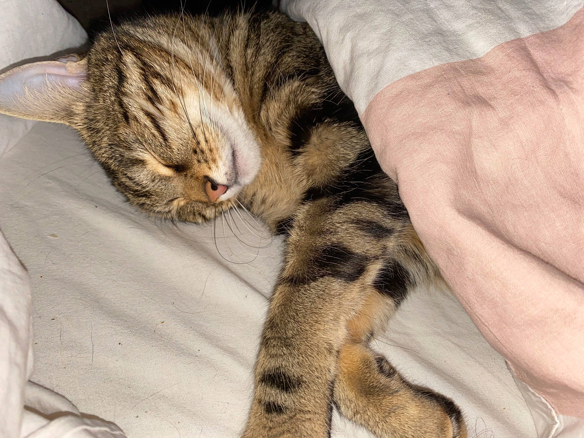 Nevada participe au concours pour gagner de l'argent avec cette photo : american_shorthair, asian, carnivore, cat, claw, domestic_short_haired_cat, dragon_li, egyptian_mau, european_shorthair, felidae, fur, kitten, nap, ocicat, paw, pixie_bob, sleep, small_to_medium_sized_cats, tabby_cat, whiskers