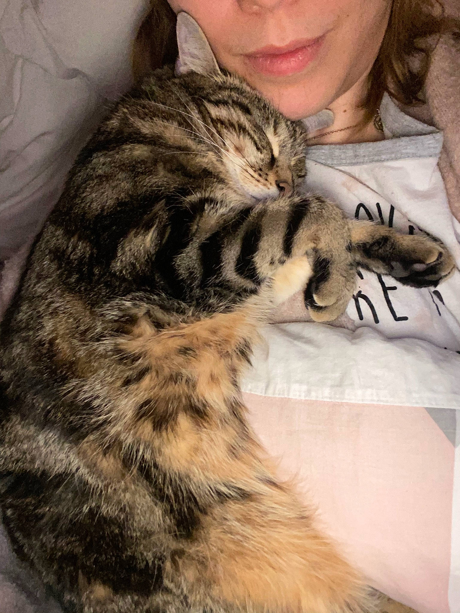 Nevada a rejoint le concours — aidez-le/la à gagner de superbes lots ! american_shorthair, asian, carnivore, cat, claw, domestic_short_haired_cat, dragon_li, ear, egyptian_mau, european_shorthair, felidae, fur, kitten, oriental_longhair, pixie_bob, small_to_medium_sized_cats, tabby_cat, whiskers