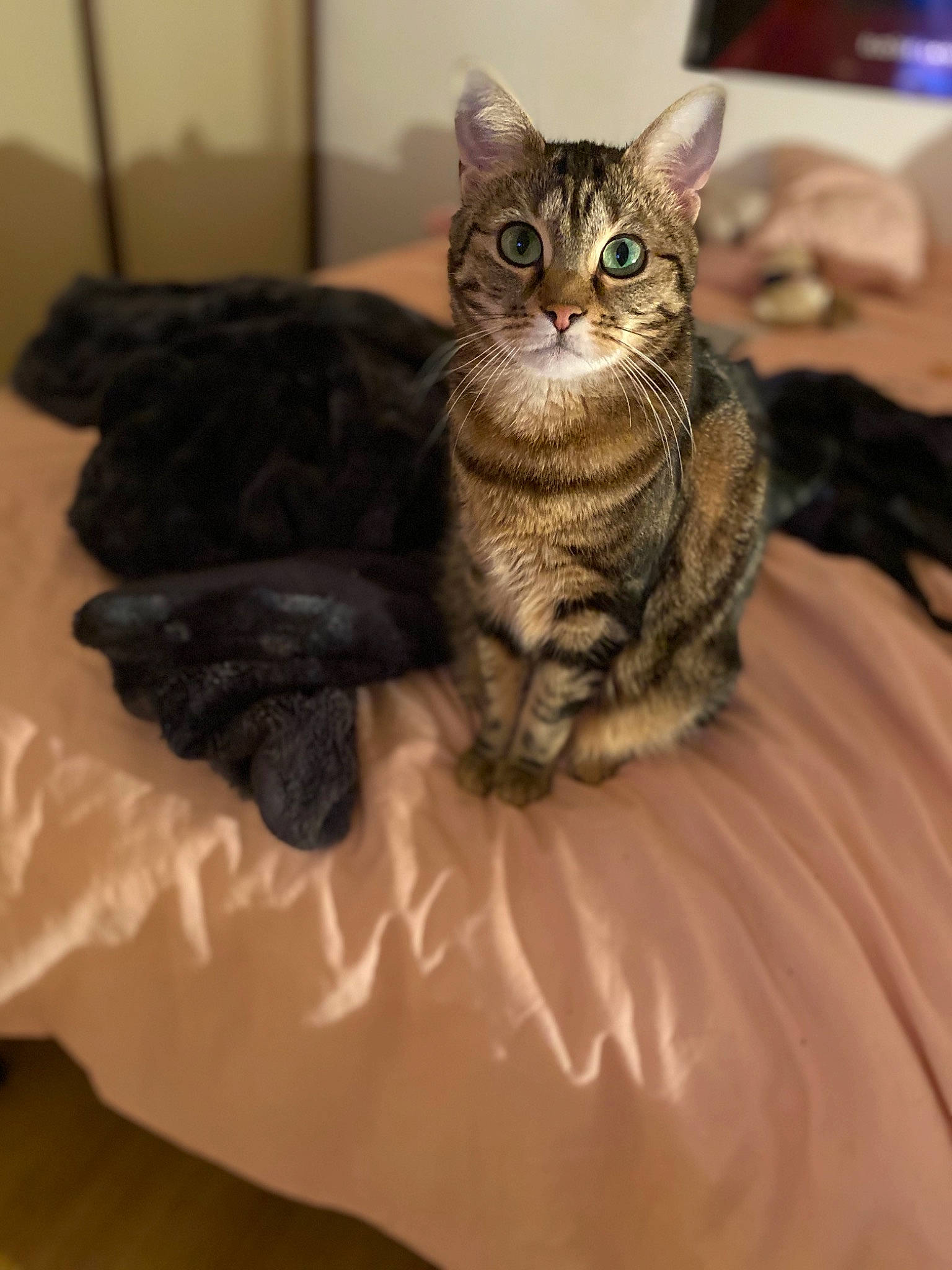 Nevada participe au concours pour gagner de l'argent avec cette photo : american_bobtail, american_curl, american_shorthair, asian, california_spangled, carnivore, cat, domestic_short_haired_cat, dragon_li, european_shorthair, eye, felidae, fur, kitten, mammal, pixie_bob, small_to_medium_sized_cats, tabby_cat, vertebrate, whiskers