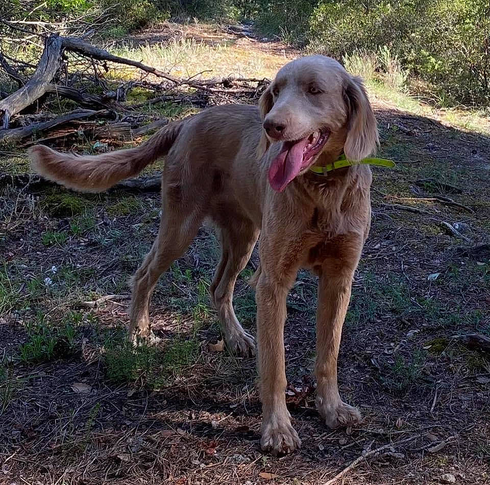 Poopia a rejoint le concours — aidez-le/la à gagner de superbes lots ! carnivore, collar, companion_dog, dog, dog_breed, fang, fawn, grass, gun_dog, liver, plant, retriever, snout, soil, sporting_group, street_dog, tail, terrestrial_animal, working_animal, working_dog