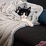 Orion a rejoint le concours — aidez-le/la à gagner de superbes lots ! cat, blanket, cozy, couch, feline, fur, indoor, laying_down, pet, relaxed, resting, snuggled, soft_texture, white_and_black, warm, wrapped, animal, comfort, domestic_animal, home