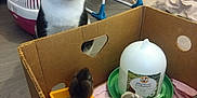 Orion participe au concours pour gagner de l'argent avec cette photo : cat, chicks, cardboard_box, indoor, floor, pet_carrier, bird, animal, curious, yellow, black_and_white, feathers, feeding_tray, household, domestic, young_animals, pet, furniture, blanket, livestock