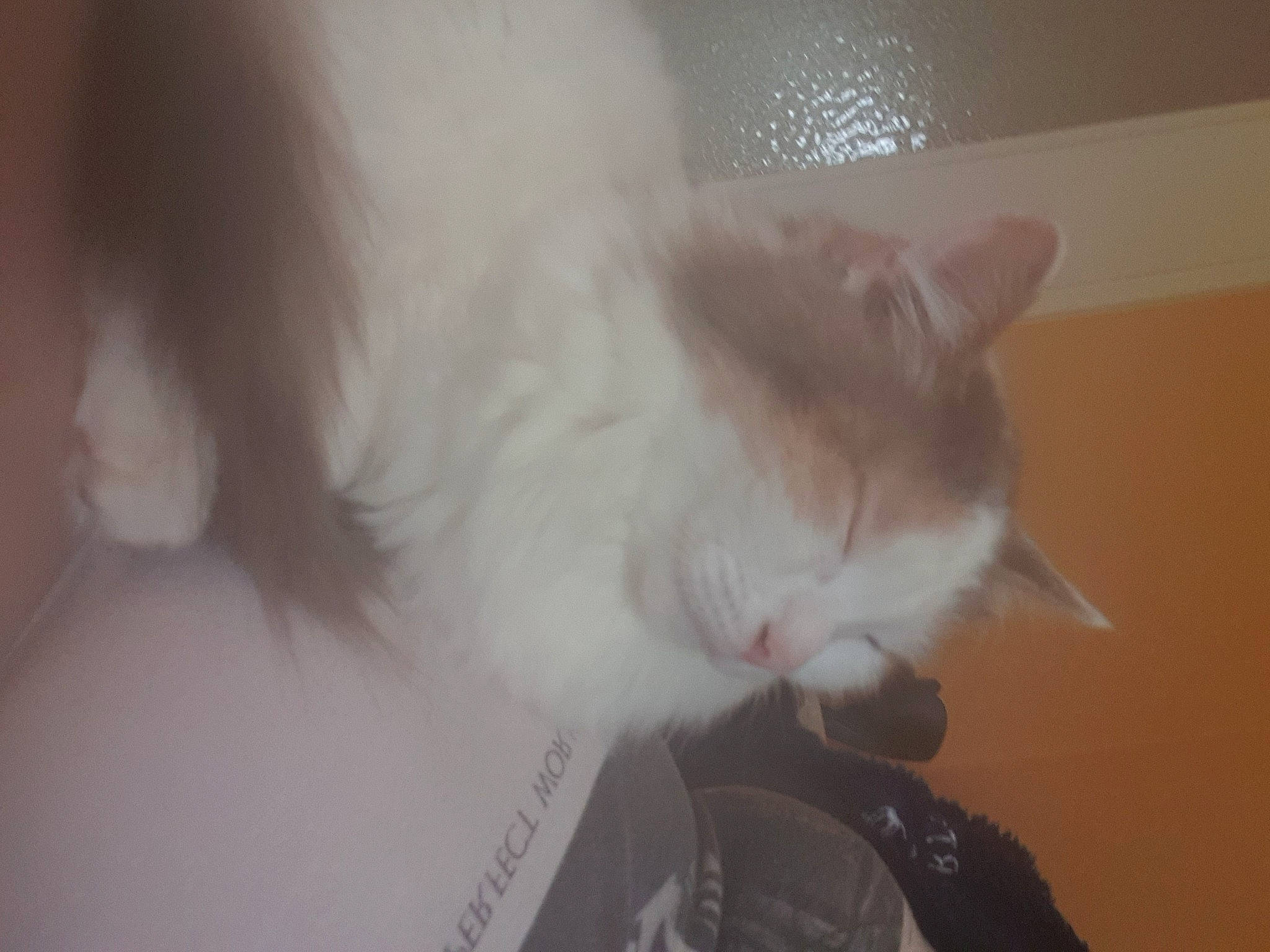 Channel participe au concours pour gagner de l'argent avec cette photo : carnivore, cat, domestic_short_haired_cat, ear, felidae, fur, paw, small_to_medium_sized_cats, snout, tail, whiskers, window