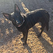 Luna joined the competition — help win amazing prizes! dog, black_dog, outdoor, sunlight, gravel, pumpkin, toy_truck, shovel, tricycle, rustic_wall, pet, animal, curious, shadow, yard, playground, collar, pet_outdoor, sunrays, daylight