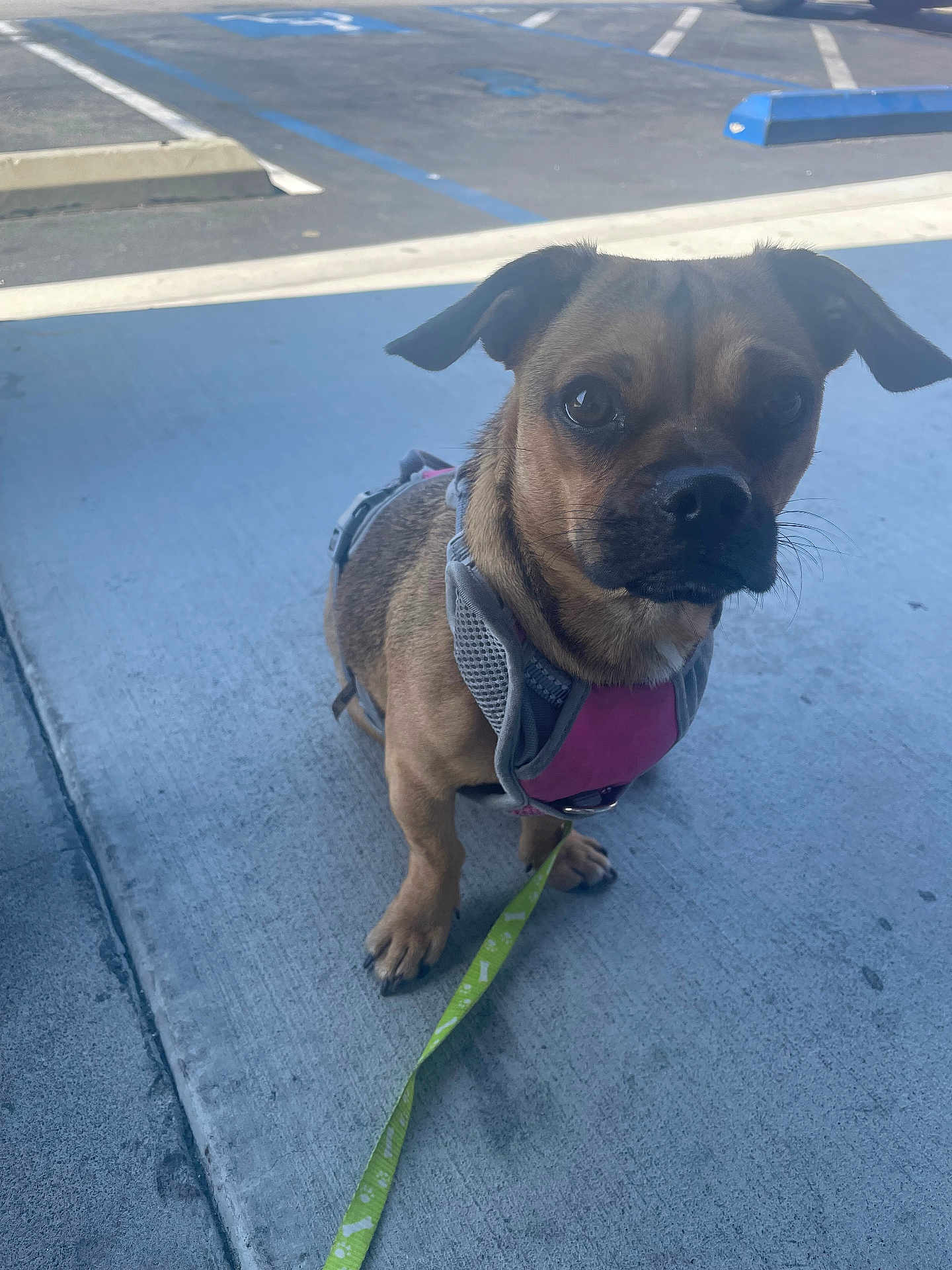 Concha joined the competition — help win amazing prizes! accessories, airport, animal, boxer, bulldog, canine, dog, formalwear, frenchbulldog, hound, leash, path, person, pet, pug, puppy, road, sidewalk, strap, tarmac