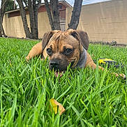 Concha is registered to the contest to win money with this photo: animal, architecture, backyard, boxer, building, bulldog, canine, dog, field, grass, lawn, nature, outdoors, pet, plant, puppy, shelter, tree, vegetation, yard