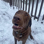 Dash is registered to the contest to win money with this photo: dog, labrador, chocolate, snow, outdoor, pet, animal, winter, fence, curious, brown, fur, canine, collar, playful, closeup, paw, snout, teeth, happy