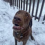dog, labrador, chocolate, snow, outdoor, pet, animal, winter, fence, curious, brown, fur, canine, collar, playful, closeup, paw, snout, teeth, happy