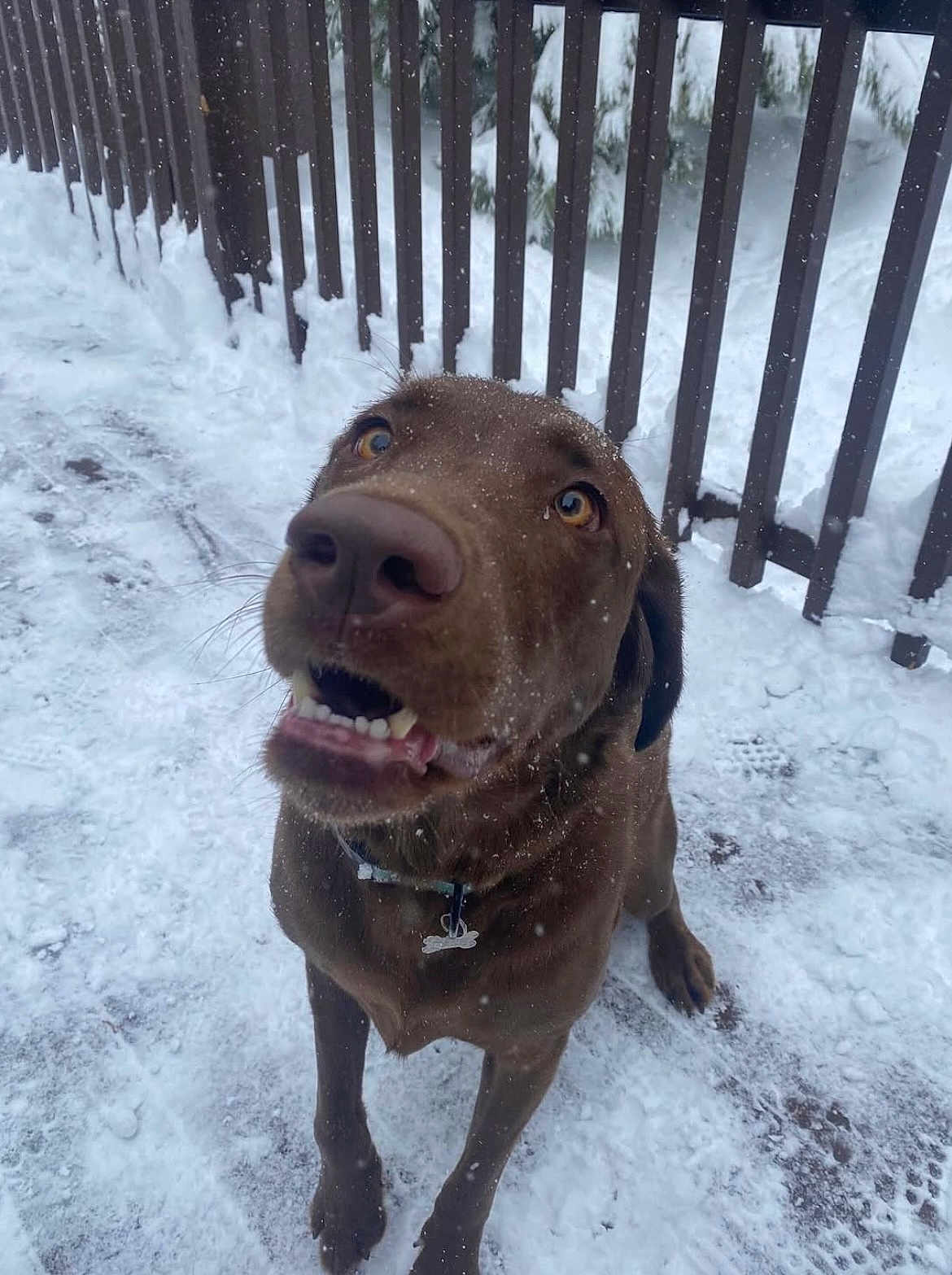 Dash is registered to the contest to win money with this photo: dog, labrador, chocolate, snow, outdoor, pet, animal, winter, fence, curious, brown, fur, canine, collar, playful, closeup, paw, snout, teeth, happy