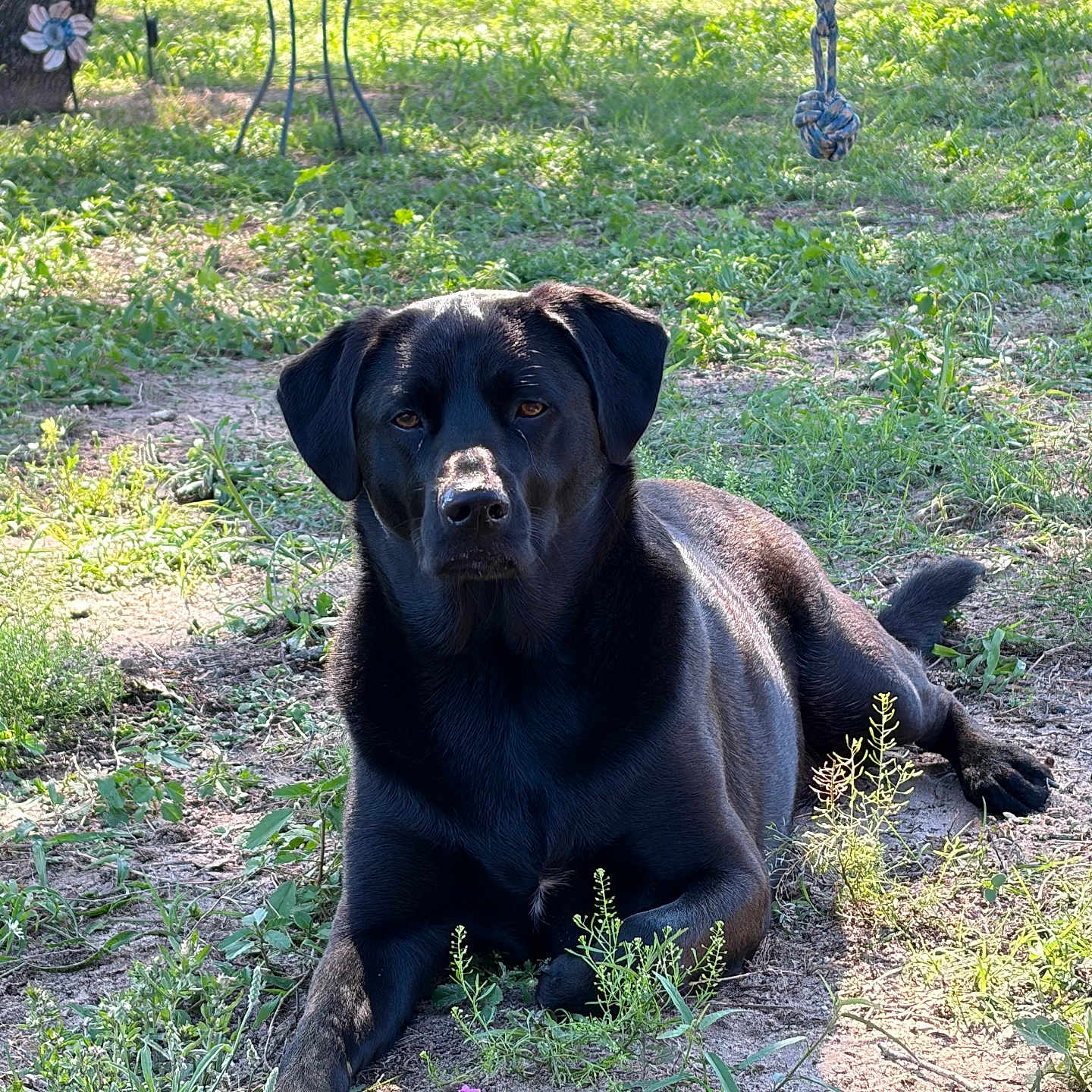 Lexie