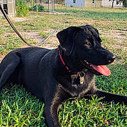 Lexie is registered to the contest to win money with this photo: dog, black_dog, grass, outdoor, sunlight, panting, collar, pet, animal, nature, yard, garden, happy, canine, summer, tongue, resting, farm, building, leash