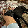 Lexie joined the competition — help win amazing prizes! black_dog, dog, pet, resting, indoor, rug, patterned_rug, legs, sandals, footwear, shorts, casual_clothing, furniture, basket, brick, wood_floor, home_interior, relaxation, companion, animal