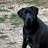 Lexie is registered to the contest to win money with this photo: dog, black_dog, outdoor, nature, wildflowers, green_plants, grass, sand, animal, pet, canine, alert, sitting, brown_eyes, fur, portrait, mammal, field, summer, daylight