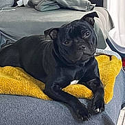Ryo a rejoint le concours — aidez-le/la à gagner de superbes lots ! dog, black_dog, pet, bed, blanket, yellow_blanket, indoor, tile_floor, furniture, curious, resting, canine, domestic_animal, cozy, relaxed, looking_at_camera, home, comfort, animal, portrait
