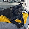 dog, black_dog, pet, bed, blanket, yellow_blanket, indoor, tile_floor, furniture, curious, resting, canine, domestic_animal, cozy, relaxed, looking_at_camera, home, comfort, animal, portrait