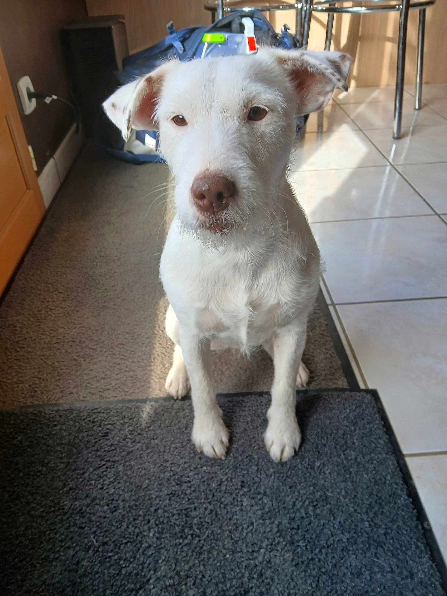Tya participe au concours pour gagner de l'argent avec cette photo : dog, white_dog, pet, indoor, carpet, mat, tile_floor, wooden_cabinet, bag, ear, nose, floor, animal, sitting, looking, light, shadow, curious, domestic, portrait