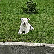 Nirvana participe au concours pour gagner de l'argent avec cette photo : dog, white_dog, grass, outdoor, animal, pet, lawn, tree, nature, canine, relaxed, green, summer, resting, one_animal, mammal, domestic_animal, quiet, daytime, backyard