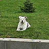 dog, white_dog, grass, outdoor, animal, pet, lawn, tree, nature, canine, relaxed, green, summer, resting, one_animal, mammal, domestic_animal, quiet, daytime, backyard
