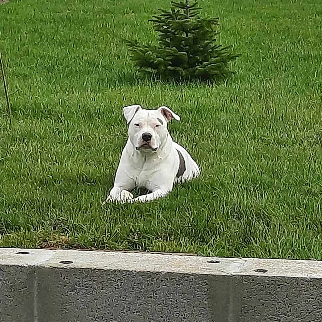 Nirvana participe au concours pour gagner de l'argent avec cette photo : dog, white_dog, grass, outdoor, animal, pet, lawn, tree, nature, canine, relaxed, green, summer, resting, one_animal, mammal, domestic_animal, quiet, daytime, backyard