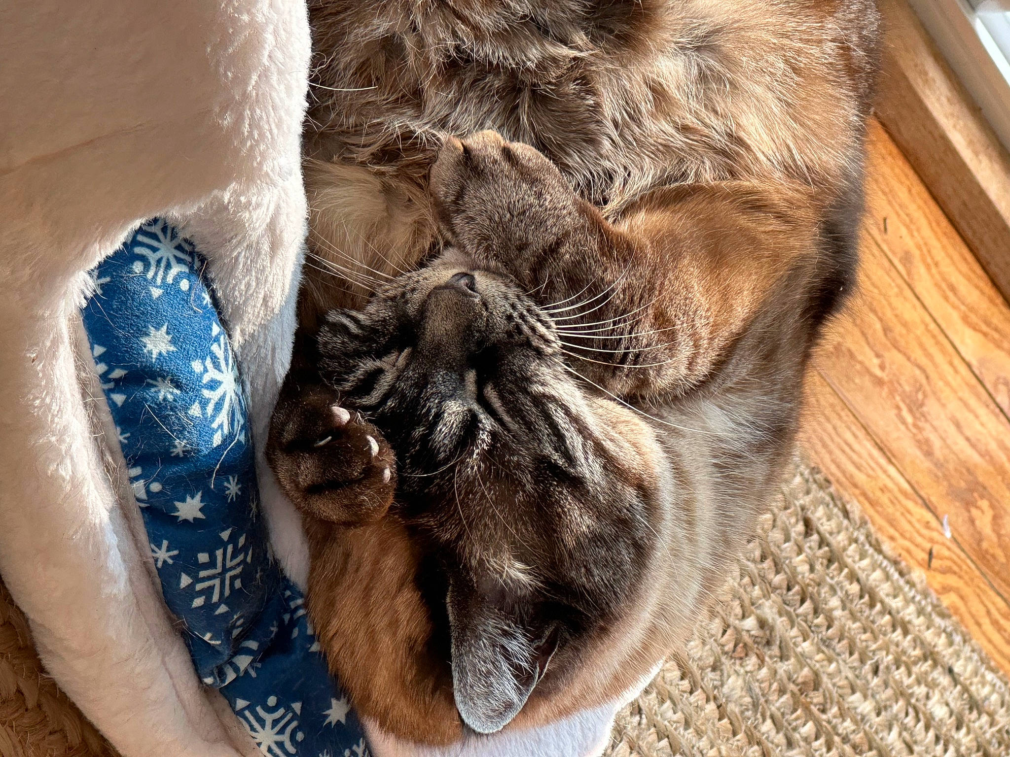 Leo joined the competition — help win amazing prizes! carnivore, cat, claw, comfort, dog_breed, domestic_short_haired_cat, fawn, felidae, fur, hardwood, human_leg, nap, paw, small_to_medium_sized_cats, snout, sporting_group, tail, terrestrial_animal, whiskers, wood