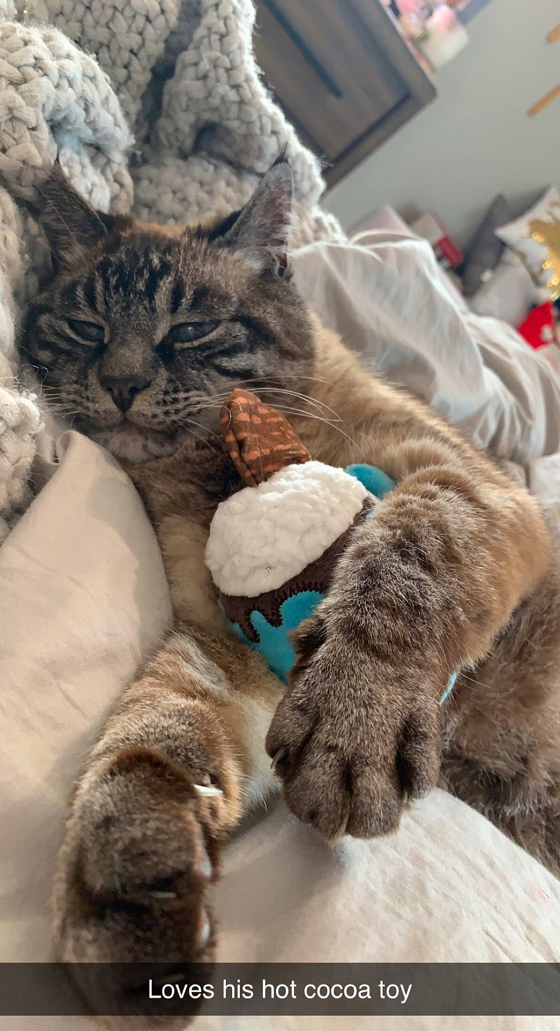 Leo is registered to the contest to win money with this photo: canidae, carnivore, cat, cat_supply, claw, comfort, dog_breed, domestic_short_haired_cat, fawn, felidae, fur, nap, paw, sleep, small_to_medium_sized_cats, snout, tail, whiskers