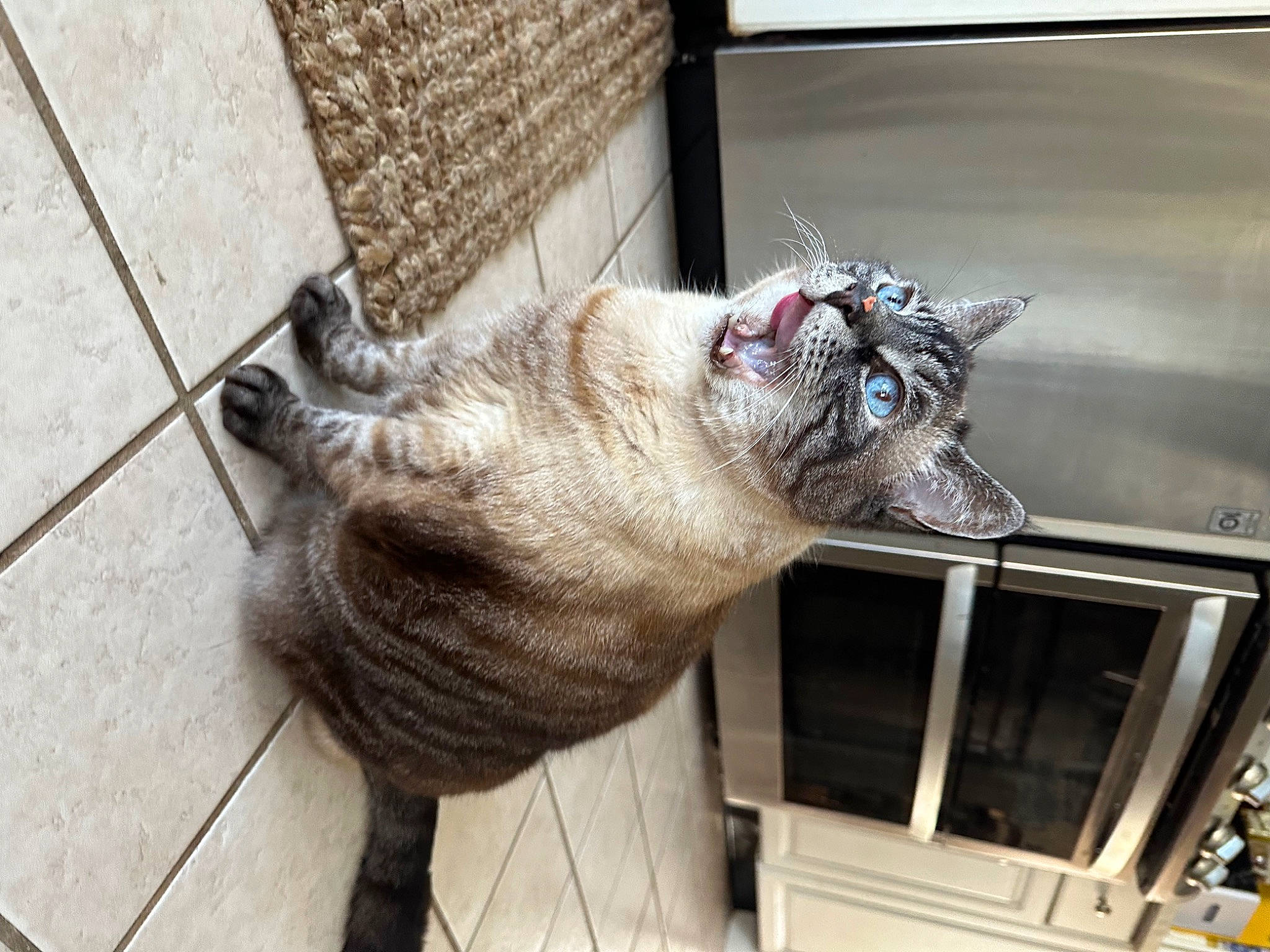 Leo is registered to the contest to win money with this photo: carnivore, cat, claw, domestic_short_haired_cat, felidae, flooring, fur, mammal, small_to_medium_sized_cats, snout, sporting_group, tail, terrestrial_animal, whiskers