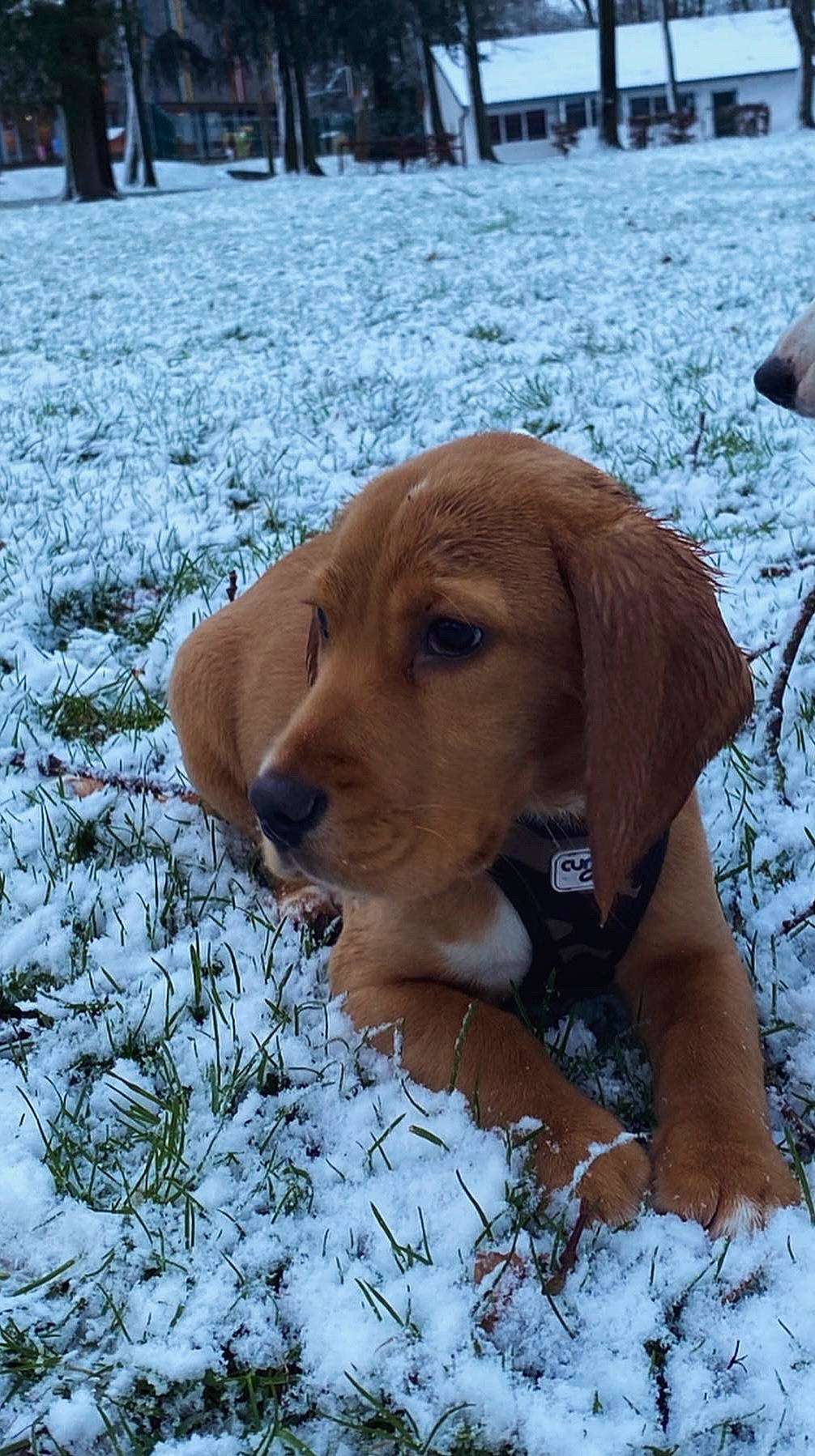 Marty participe au concours pour gagner de l'argent avec cette photo : canidae, carnivore, companion_dog, dog, dog_breed, dog_supply, fawn, freezing, fur, gun_dog, hound, hunting_dog, liver, plant, snow, sporting_group, tree, winter, wood, working_animal