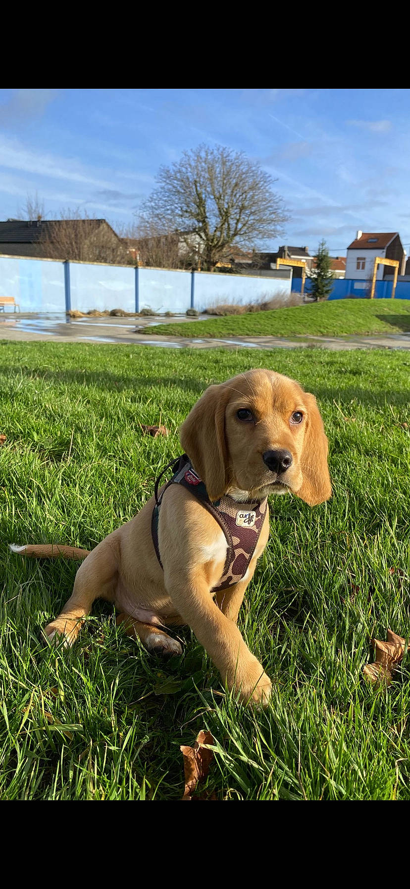 Marty a rejoint le concours — aidez-le/la à gagner de superbes lots ! carnivore, cloud, collar, companion_dog, dog, dog_breed, dog_collar, fawn, grass, grassland, gun_dog, liver, mammal, plant, sky, sporting_group, tail, tree, vertebrate, working_animal